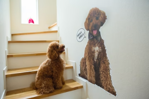 INUTO-イヌト-｜おそろいを楽しむペットグッズのセレクトショップ-–-INUTO（イヌト）-11-06-2025_04_05_PM