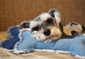 INUTO-イヌト-｜おそろいを楽しむペットグッズのセレクトショップ-–-INUTO（イヌト）-11-06-2025_04_06_PM (1)