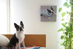 INUTO-イヌト-｜おそろいを楽しむペットグッズのセレクトショップ-–-INUTO（イヌト）-11-06-2025_04_06_PM