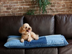 商品一覧-–-INUTO（イヌト）-11-06-2025_04_07_PM